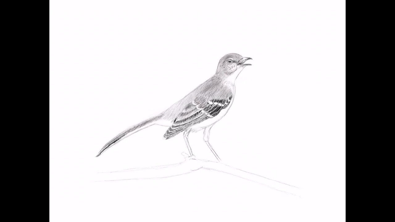 1280x720 To Draw A Mockingbird - Mockingbird Drawing