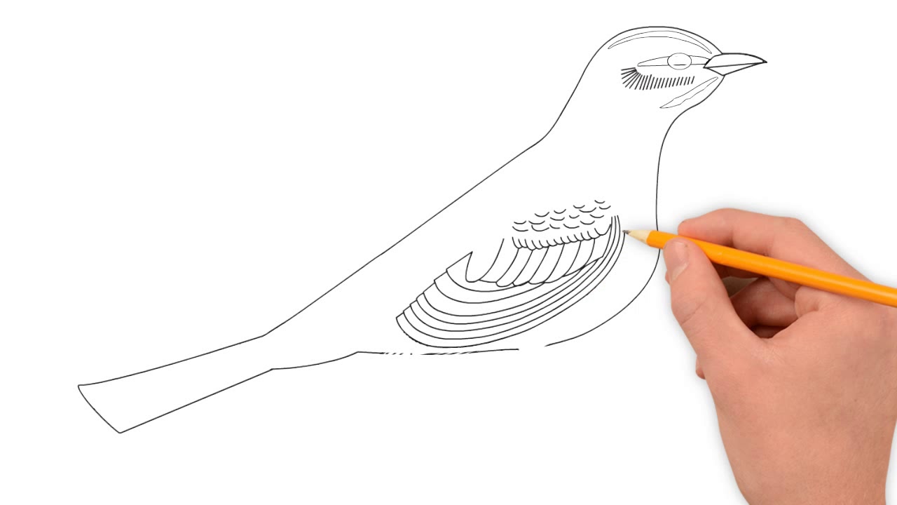 1280x720 How To Draw A Northern Mockingbird Bird Step - Mockingbird Drawing