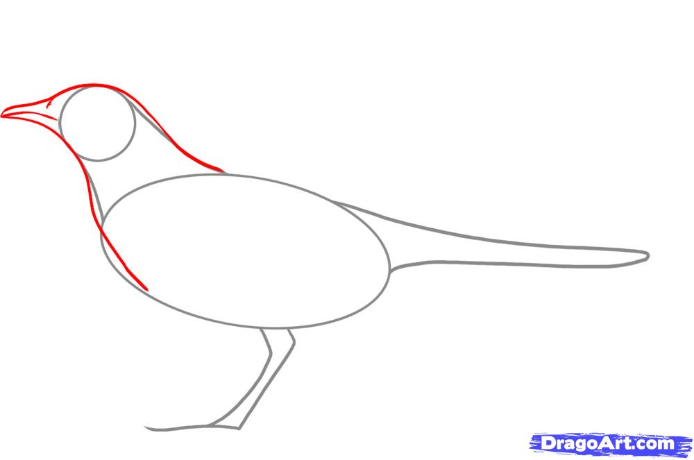 1000x663 How To Draw A Mockingbird, Step - Mockingbird Drawing