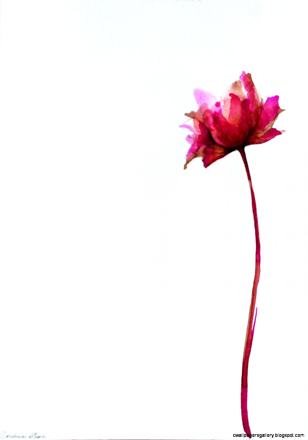 997x1425 simple line and wash drawing of escher - Modern Flower Drawing