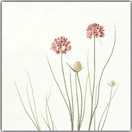 466x466 mkkm wall stickers modern minimalist flower painting - Modern Flower Drawing