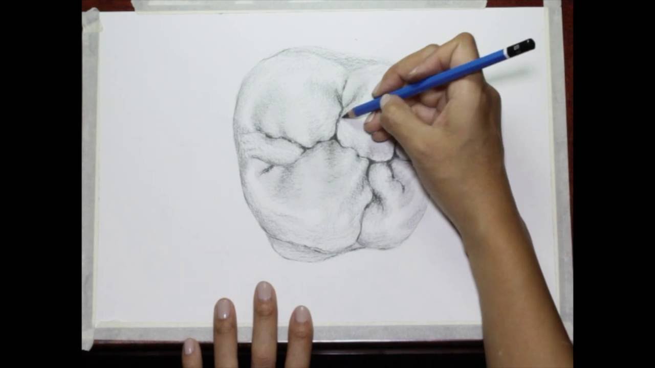 1280x720 drawing a first upper molar - Molar Drawing