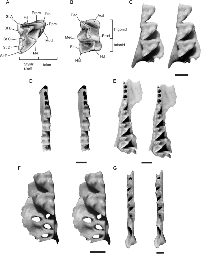 850x1073 drawing of the main dental nomenclature - Molar Drawing