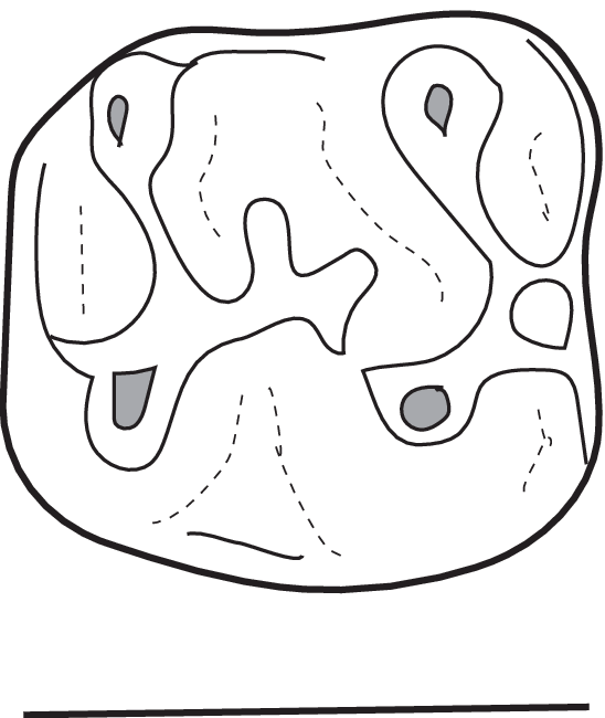 548x650 line drawing of pmnh specimen atavocricetodon sp upper - Molar Drawing