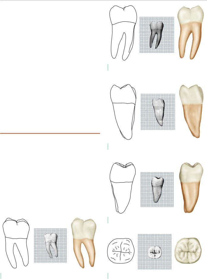 696x938 mandibular second molar - Molar Drawing