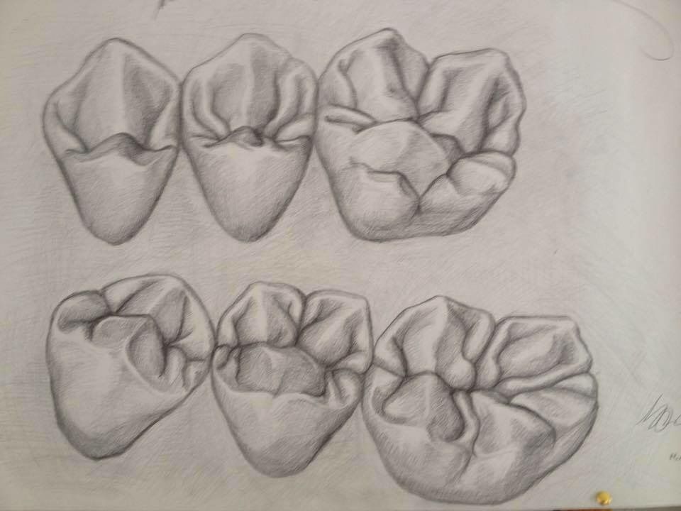 960x720 molars drawing teeth dental, dental laboratory, dental technician - Molar Drawing
