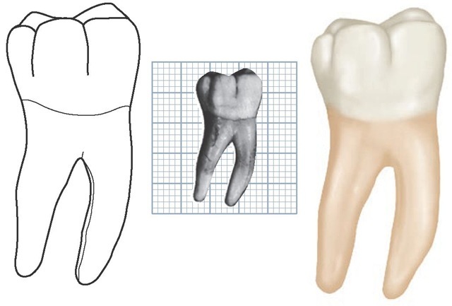 640x433 the permanent mandibular molars - Molar Drawing