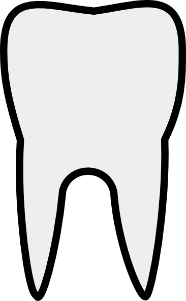 366x592 tooth molar clip art - Molar Drawing