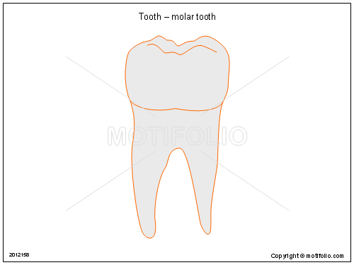 500x375 tooth molar tooth illustrations - Molar Drawing