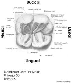 Molar Tooth Drawing at PaintingValley.com | Explore collection of Molar ...