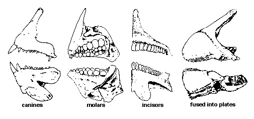 505x236 drawn teeth structure tooth - Molar Tooth Drawing