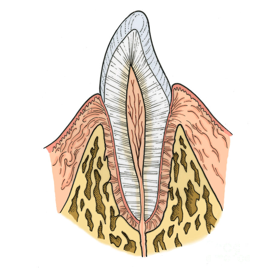 865x900 illustration of pre molar tooth photograph - Molar Tooth Drawing
