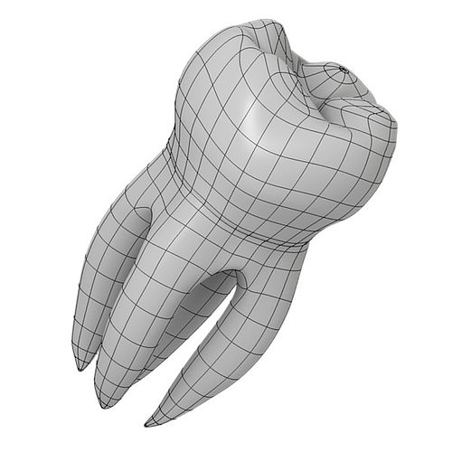 500x500 molar tooth model cgtrader - Molar Tooth Drawing