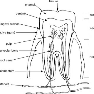 Molar Tooth Drawing At Paintingvalley.com 