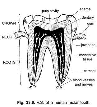 312x342 structure of teeth - Molar Tooth Drawing