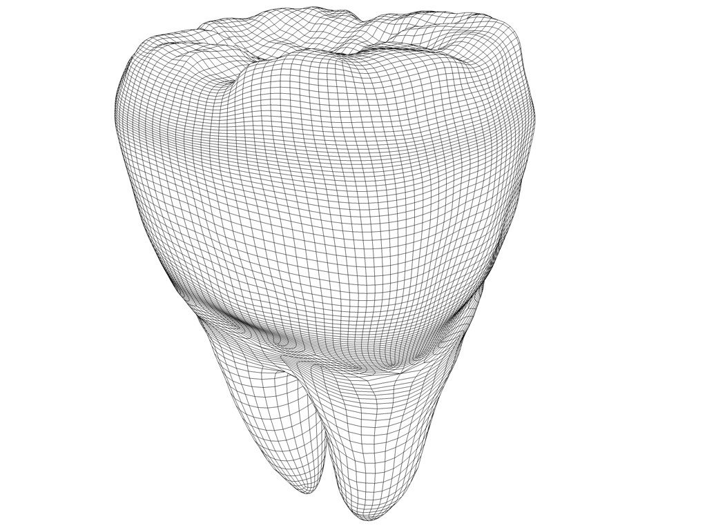 1024x768 molar teeth model - Molar Tooth Drawing