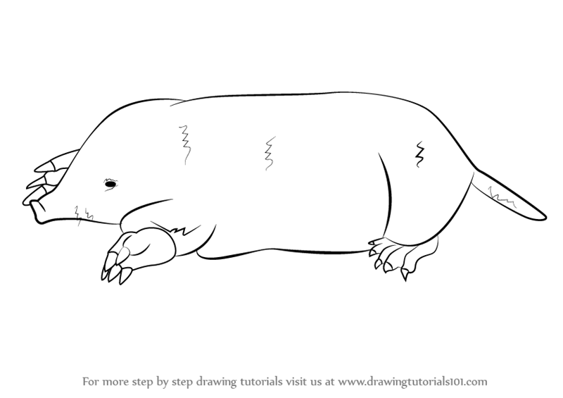 800x565 Learn How To Draw A Mole - Mole Drawing