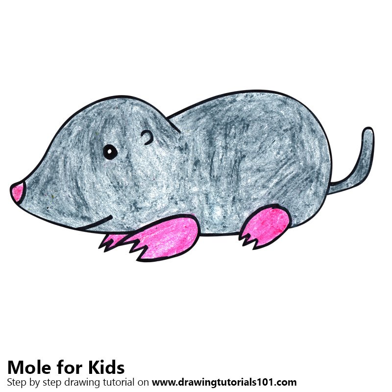 800x800 Learn How To Draw A Mole For Kids - Mole Drawing