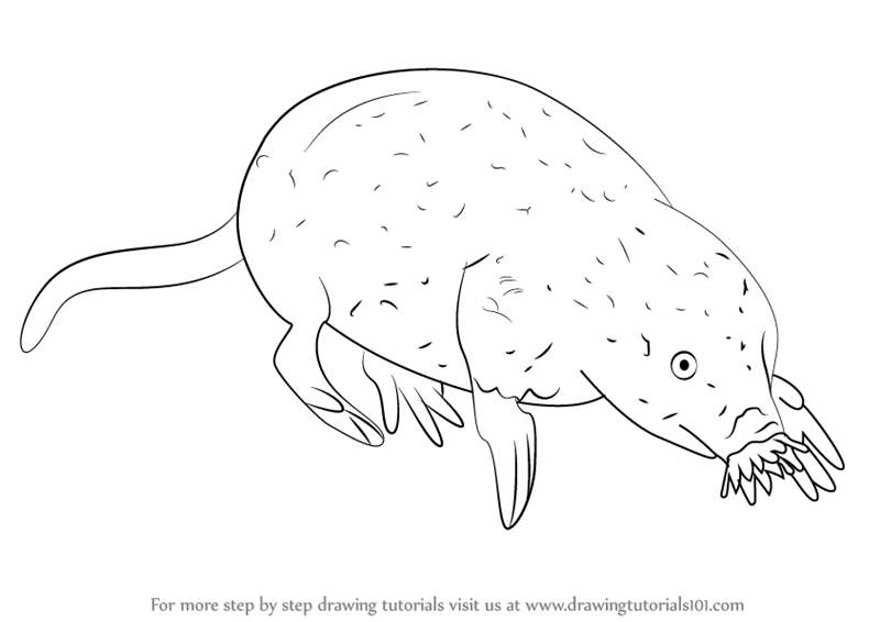 800x566 Learn How To Draw A Star Nosed Mole - Mole Drawing