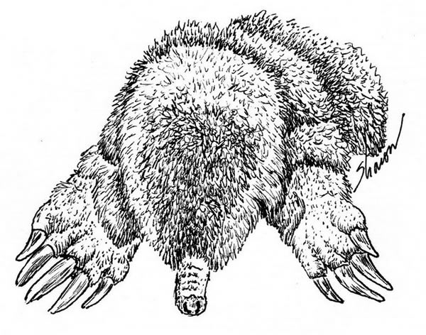 600x472 Mole Animal Drawing - Mole Drawing