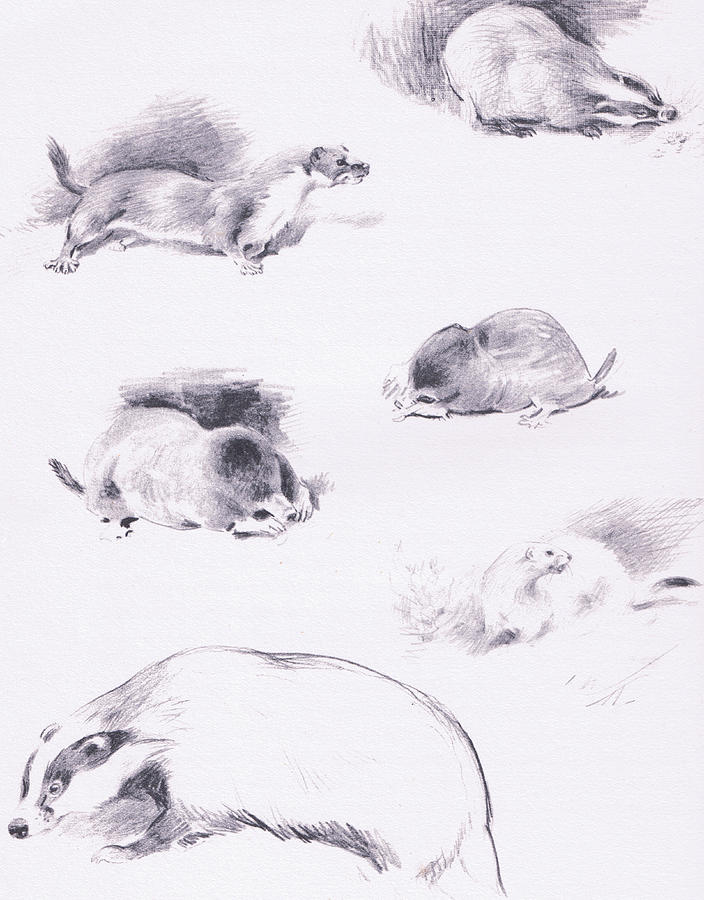 Mole Drawing At PaintingValley.com | Explore Collection Of Mole Drawing