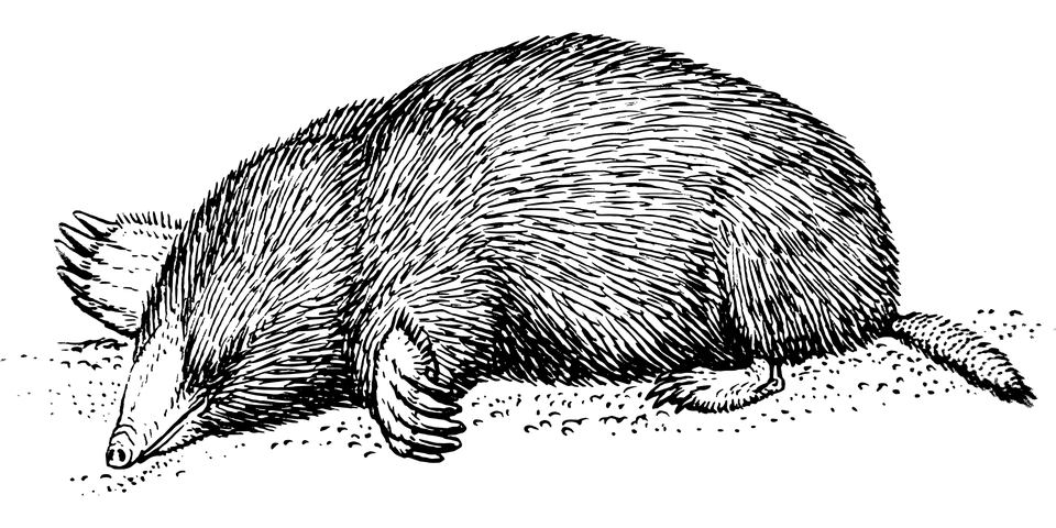960x480 Vintage Mole Drawing Transparent Png - Mole Drawing