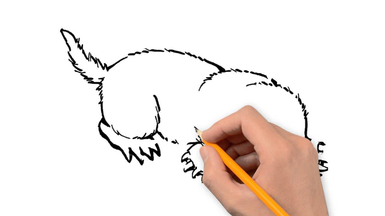 1280x720 Mole Animals Pencil To Draw Step - Mole Drawing