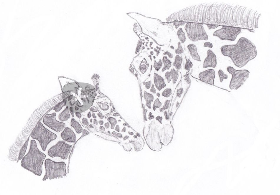 950x662 giraffe mother and child drawing art prints and posters - Mom And Child Drawing