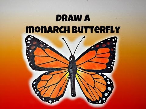 480x360 how to draw monarch butterfly - Monarch Butterfly Drawing