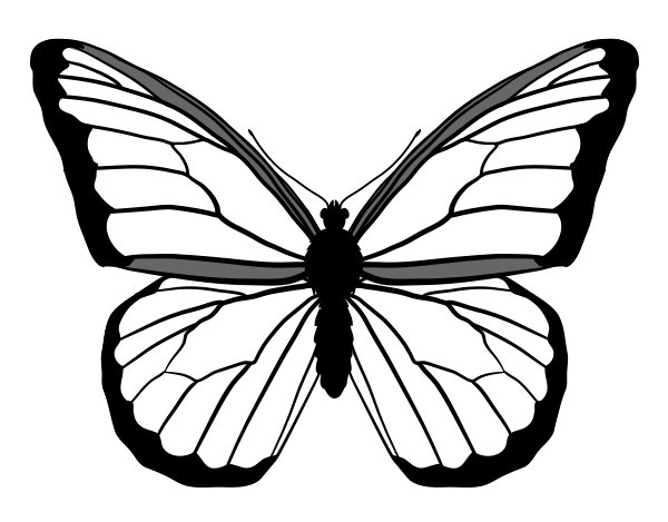 600x469 how to draw animals butterflies, their anatomy and wing patterns - Monarch Butterfly Drawing