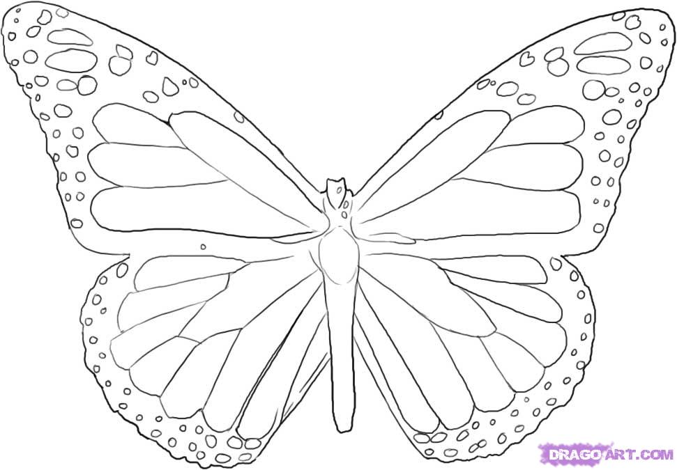 971x675 How To Draw A Butterfly, Step - Monarch Butterfly Drawing