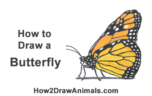 500x315 How To Draw A Butterfly - Monarch Butterfly Drawing