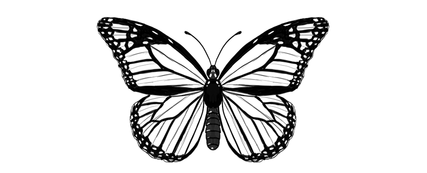 850x346 How To Draw A Butterfly Step - Monarch Butterfly Drawing