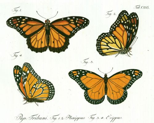 500x399 monarch butterfly - Monarch Butterfly Drawing