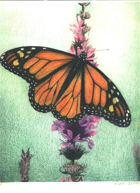 450x619 monarch butterfly colored pencil on drawing paper - Monarch Butterfly Drawing