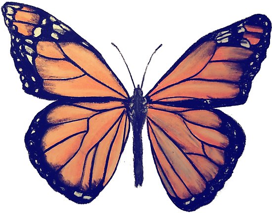 550x432 monarch butterfly drawing posters - Monarch Butterfly Drawing