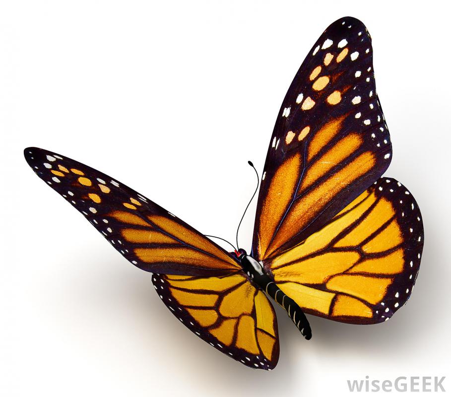909x800 my journey with a monarch butterfly - Monarch Butterfly Drawing