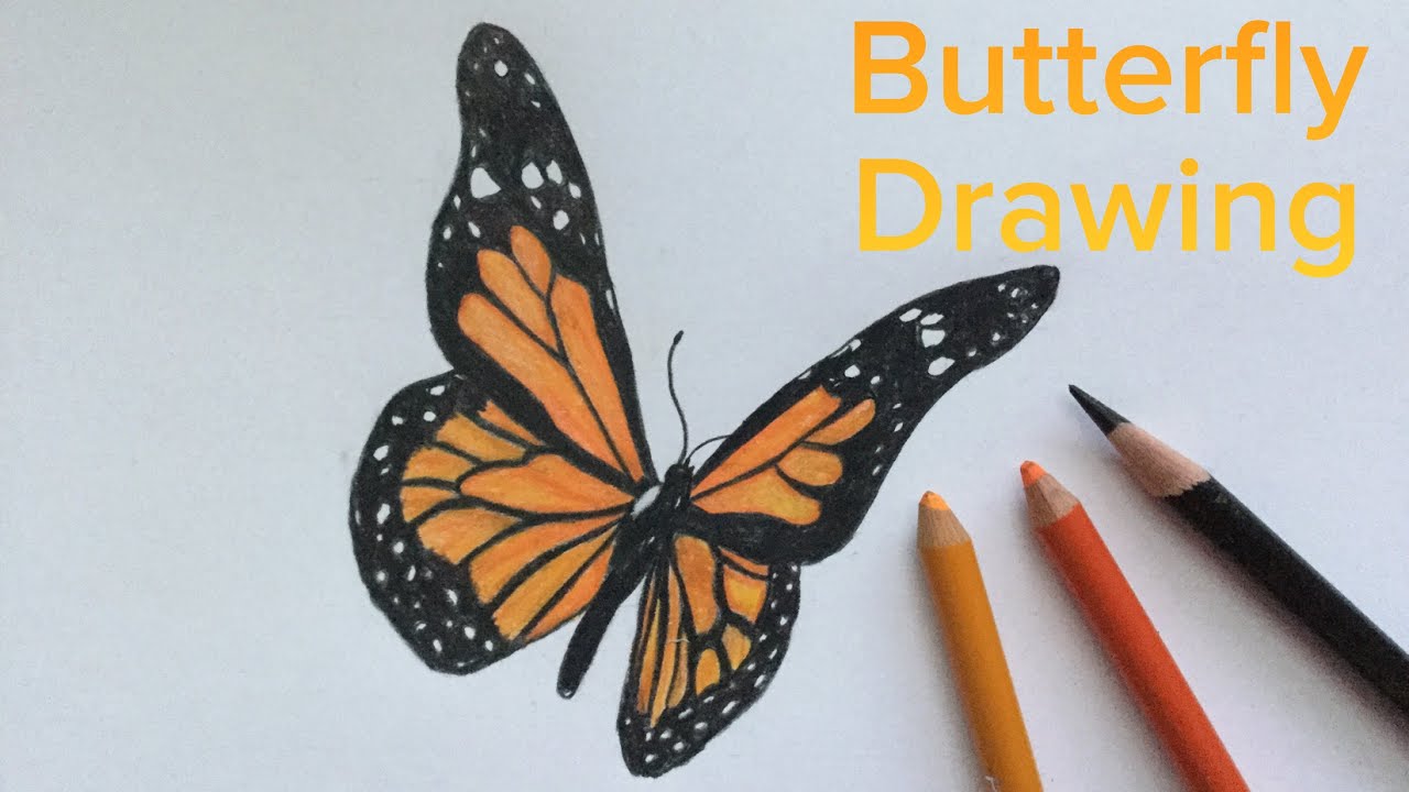 1280x720 drawing a monarch butterfly - Monarch Butterfly Drawing