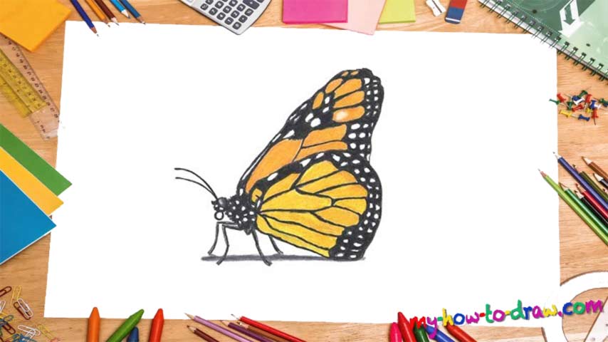 854x480 how to draw a monarch butterfly - Monarch Butterfly Drawing