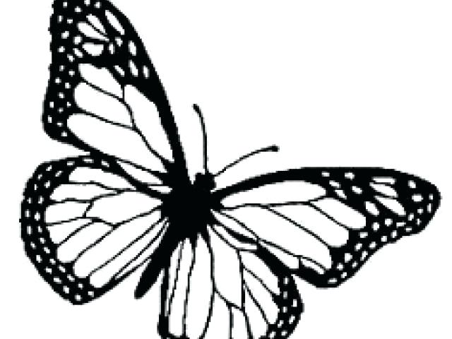 Monarch Butterfly Drawing Black And White at PaintingValley.com ...