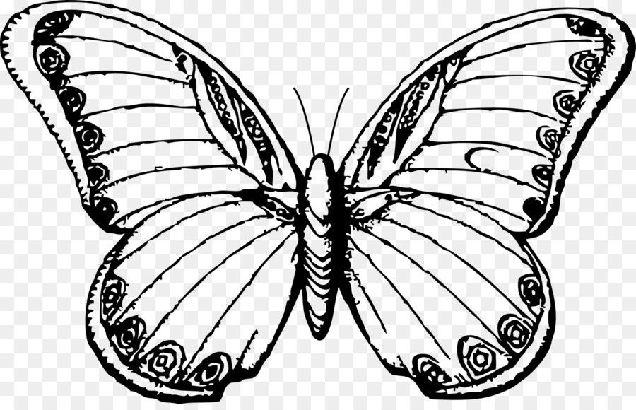 900x580 Huge Collection Of 'butterfly Line Drawing' Download More Than - Monarch Butterfly Drawing Black And White