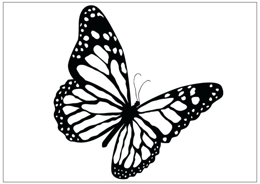 Monarch Butterfly Drawing Black And White at PaintingValley.com ...