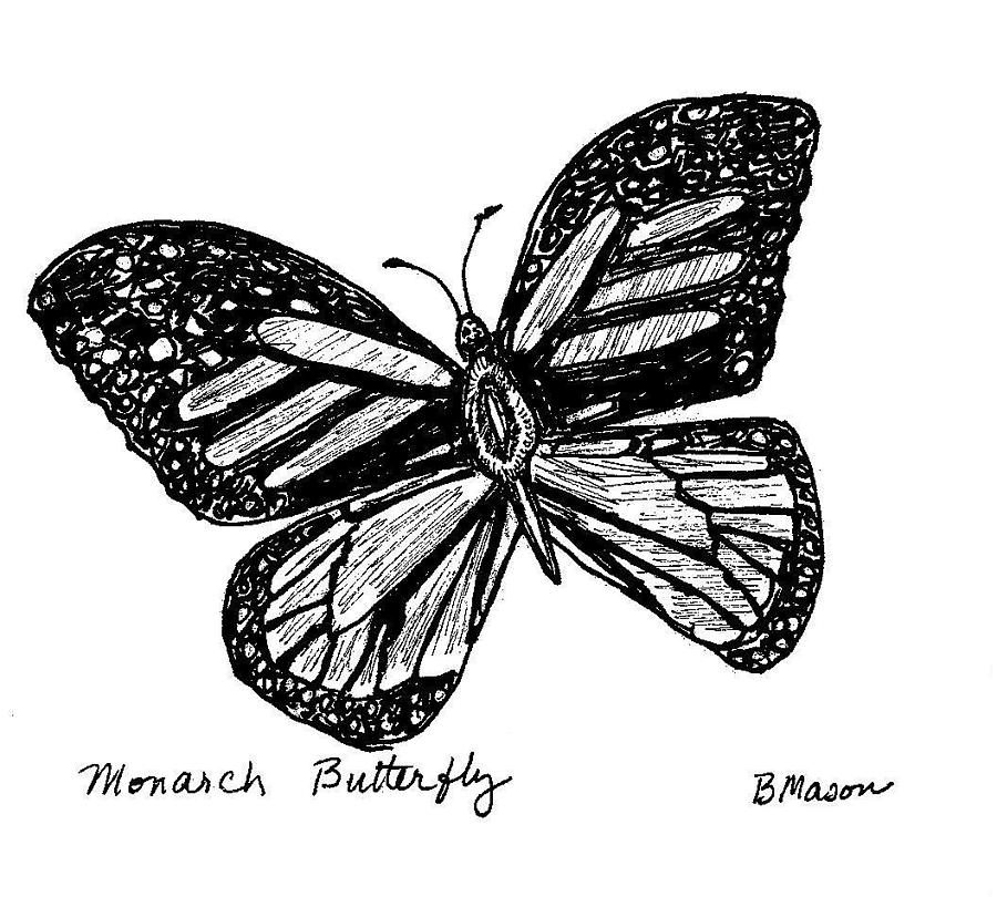 900x810 monarch butterfly drawing - Monarch Butterfly Drawing Black And White