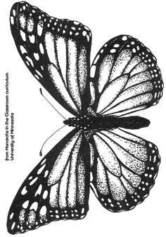 Monarch Butterfly Drawing Black And White at PaintingValley.com ...