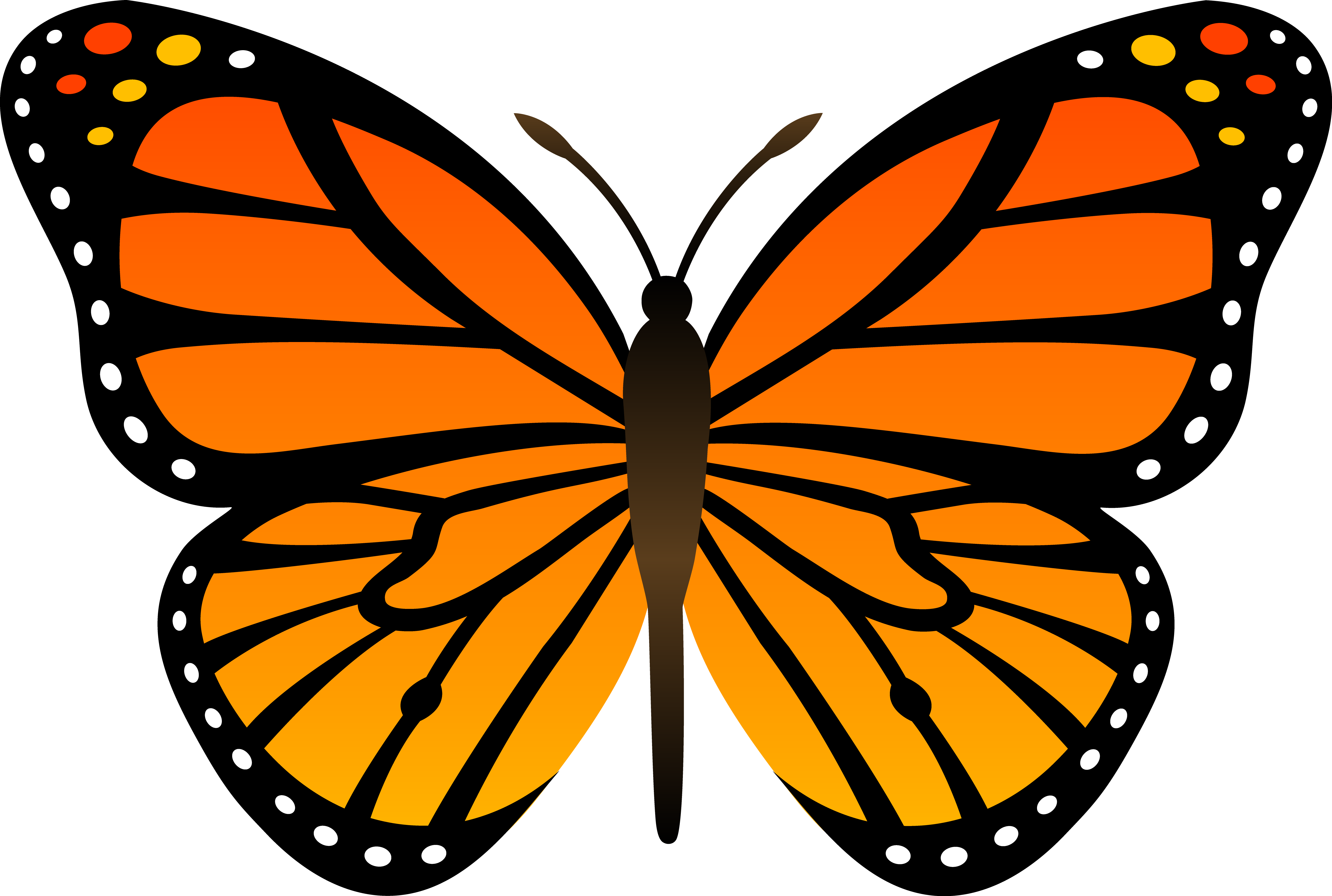 5920x3982 blank drawing monarch butterfly transparent png clipart free - Monarch Butterfly Drawing Black And White