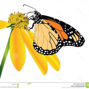 300x300 How To Draw A Butterfly Side View - Monarch Butterfly Drawing Side
