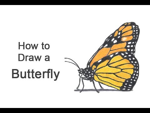 480x360 How To Draw A Butterfly - Monarch Butterfly Drawing Side