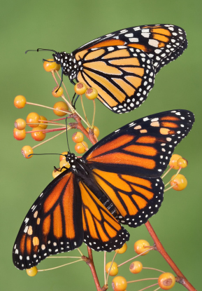 289x415 monarch butterflies facts to amaze your friends! - Monarch Butterfly Drawing Side