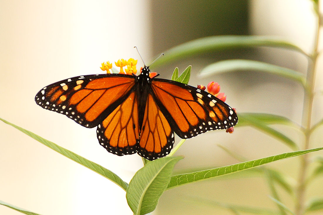 Monarch Butterfly Drawing Side at PaintingValley.com ...