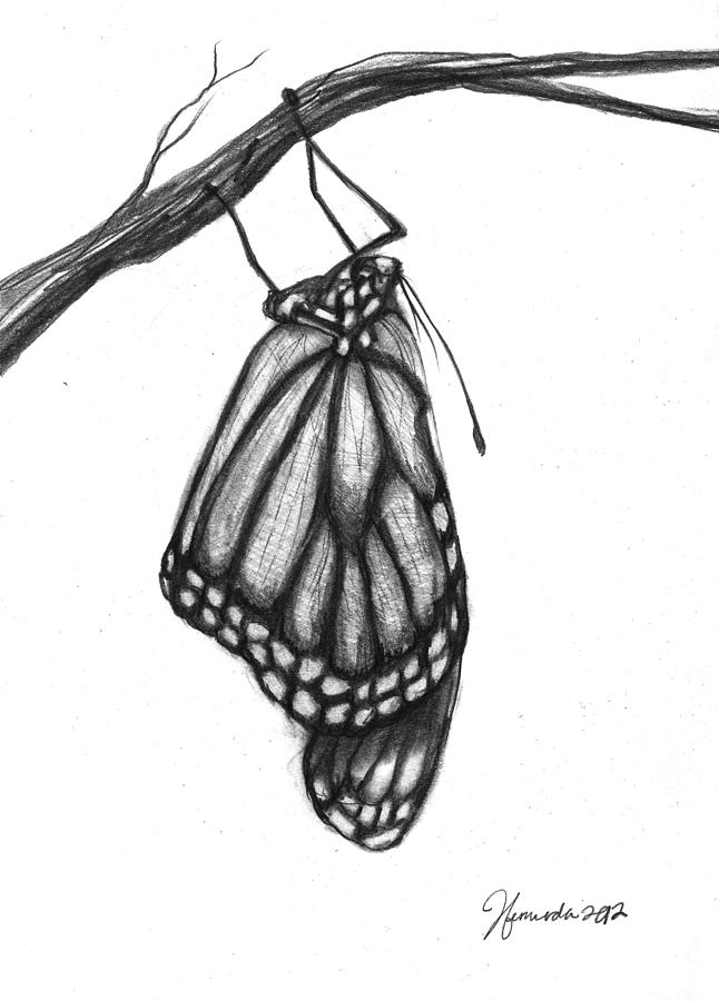 646x900 monarch butterfly drawing side - Monarch Butterfly Drawing Side